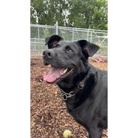 adopt-pet