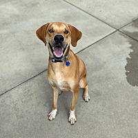 adopt a pet