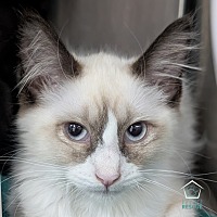 adopt a pet