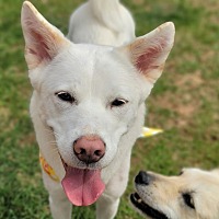adopt-pet