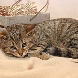 Thumbnail photo of Dawn (Combo Tested & Spayed) #3