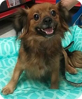 House Springs, MO - Pomeranian. Meet Summer the pom/chi a Pet for Adoption.