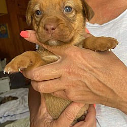 Photo of Terrier mix puppies (female)
