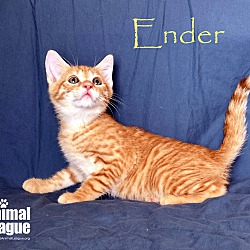 Photo of Ender
