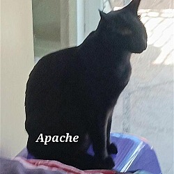 Thumbnail photo of Apache #3