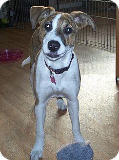whippet terrier mix brindle