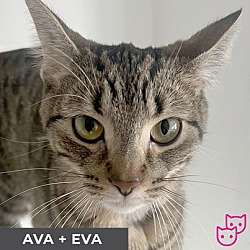 Photo of Ava (bonded with Eva)