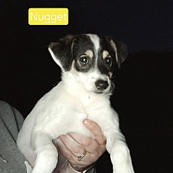 Photo of Nugget(I am a little dog)