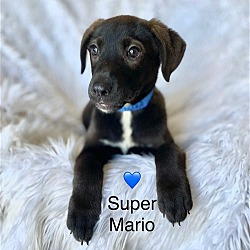 Photo of Super Mario