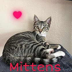 Thumbnail photo of Mittens #1