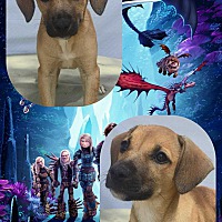 adopt a pet