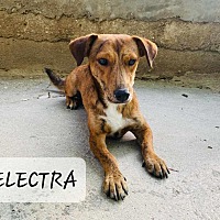 adopt a pet