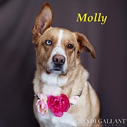 Thumbnail photo of Molly - AP April 2016 #2