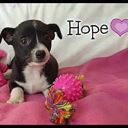 Thumbnail photo of Hope #2