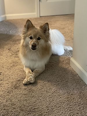 Fairburn, GA - American Eskimo Dog/Pomeranian. Meet Versace a Pet for ...