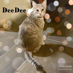 Photo of Dee Dee