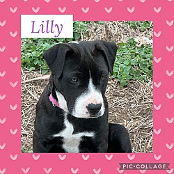 Photo of Lilly