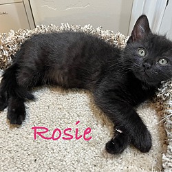 Photo of Rosie