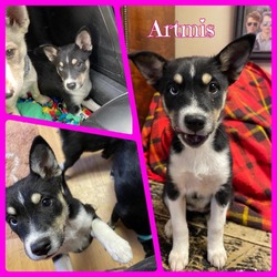 Thumbnail photo of Artemis #1