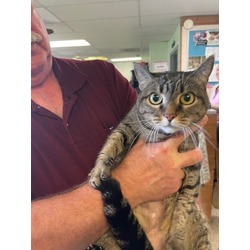 Thumbnail photo of Blossom (Merritt Island Adoption Center) #3