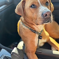 adopt a pet