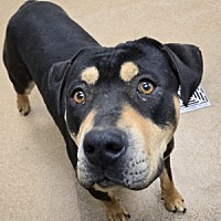 adopt a pet