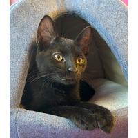 adopt-pet