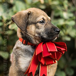 Thumbnail photo of Astra, stunning shepherd pup #3