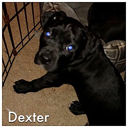 Thumbnail photo of Dexter #2