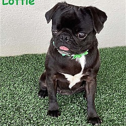 Photo of Lottie