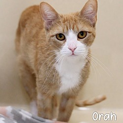 Thumbnail photo of Orah #1