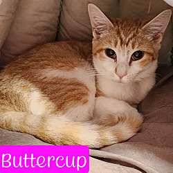 Photo of Buttercup