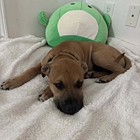 adopt a pet
