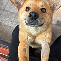 adopt a pet