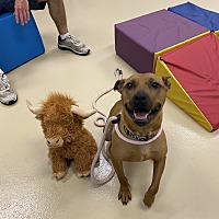 adopt a pet