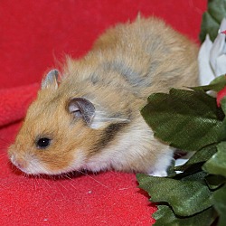 Thumbnail photo of Hamsters #3