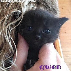 Thumbnail photo of Gwen - Adopted January 2017 #2