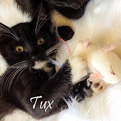 Thumbnail photo of Tux #1