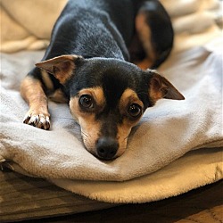 Thumbnail photo of Jerri Lee a Dachshund-Chihuahua #4