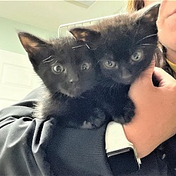 Photo of BABY KITTENS IMMEDIATE FOSTER NEEDED