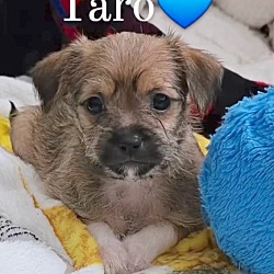Thumbnail photo of Taro #4