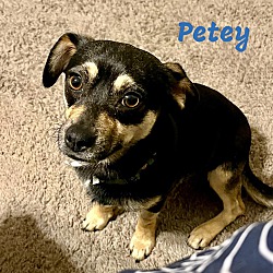 Thumbnail photo of PETEY #2