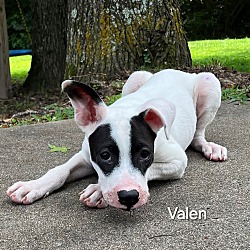 Thumbnail photo of Valen #2