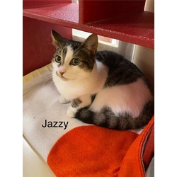 Photo of Jazzy (Bonded to Coco Bean)