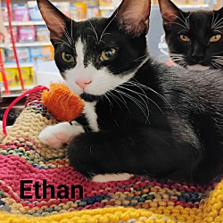 Thumbnail photo of ETHAN #1