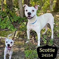 Thumbnail photo of Scottie #2