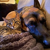 adopt a pet