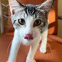 adopt a pet