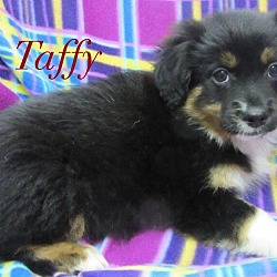 Thumbnail photo of Taffy #1