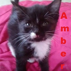 Photo of Amber